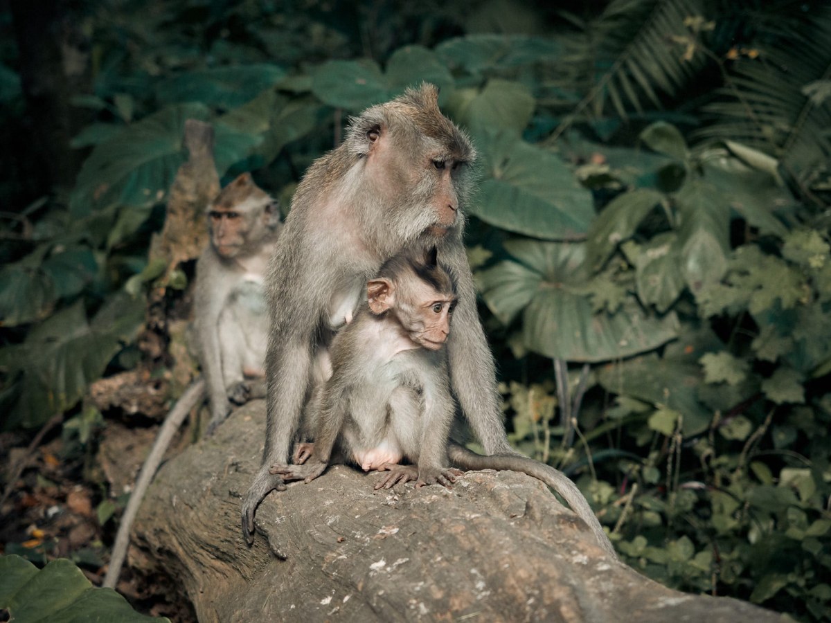 Monkey-Forest-Ubud-