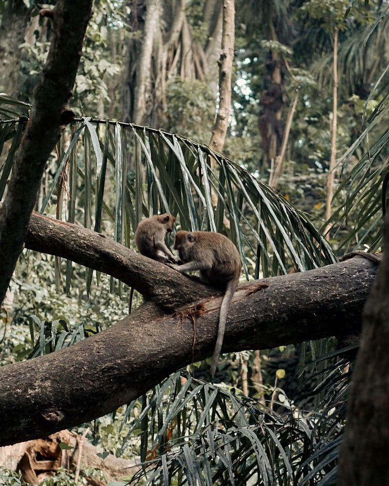 Monkey Forest Ubud – krolestwo malp 5231411