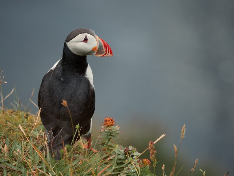 Maskonury i czarne plaze Islandii 8072180