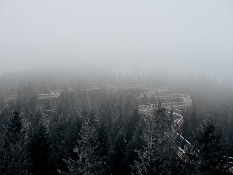 sciezka w koronach drzew C140158