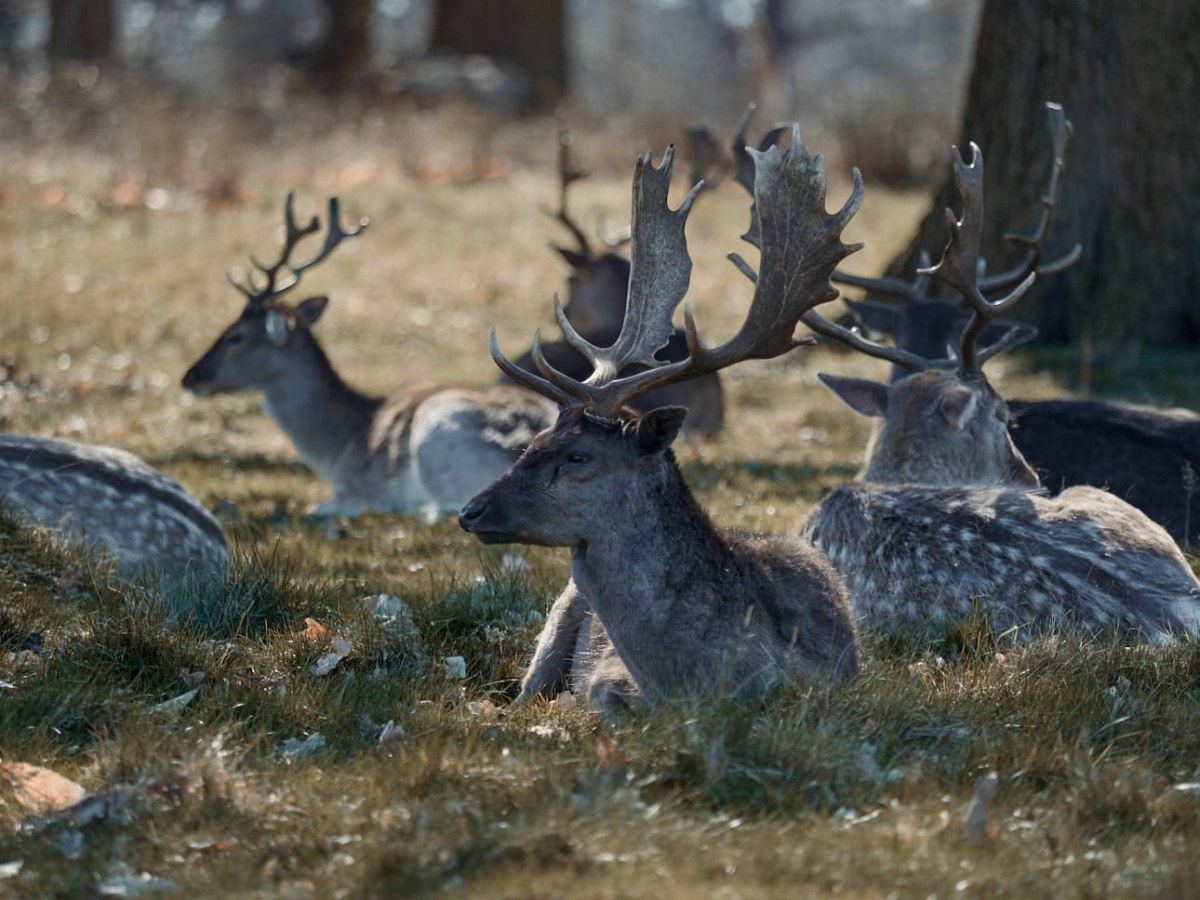 Jelenie w Richmond Park – OH deer !!
