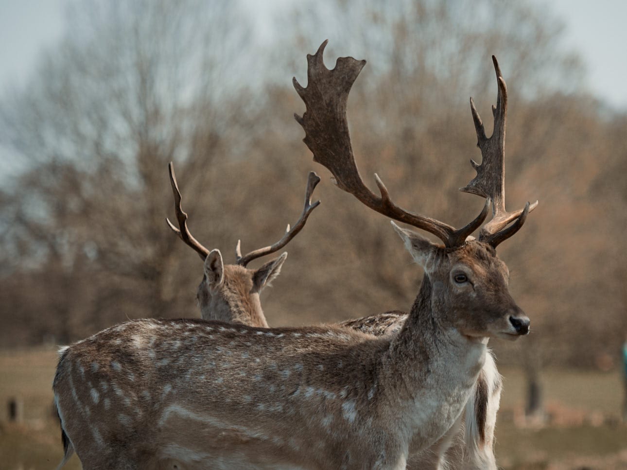 Jelenie w Richmond Park – OH deer !!